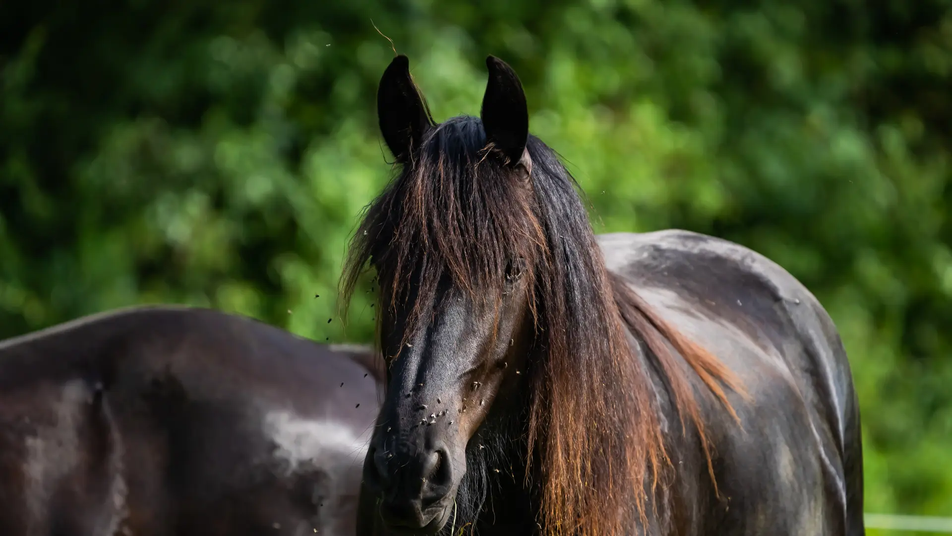 Chevaux