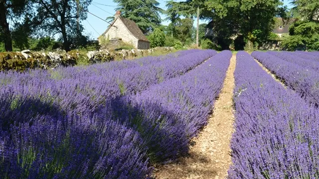 Ferme des Alix - Rocamadour 1 OK