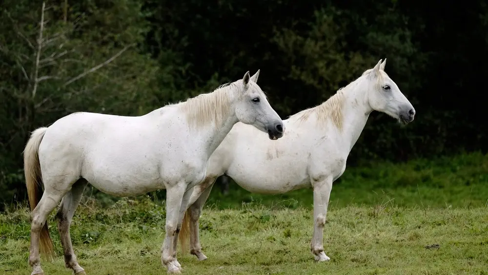 FermeEquestreDeMialaret-Camps_chevaux