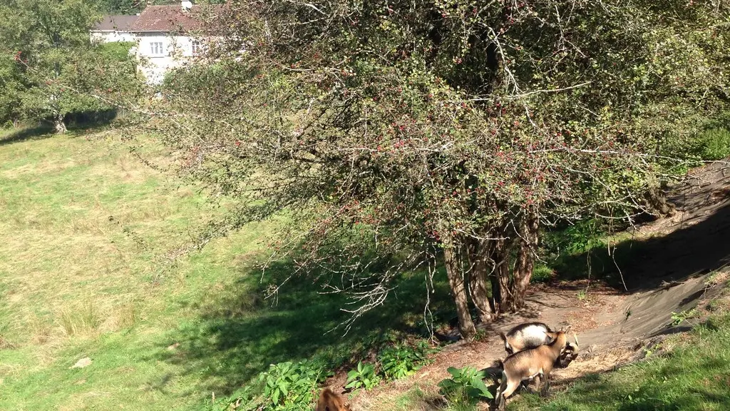 Vue depuis le jardin