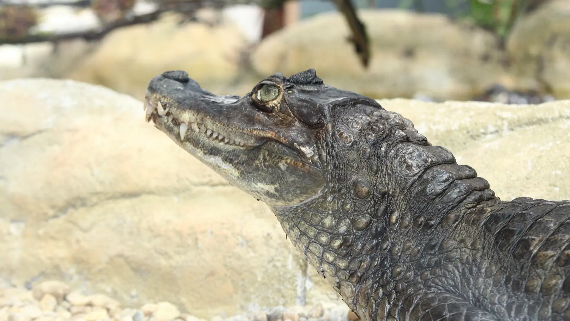 Caiman crocodilus