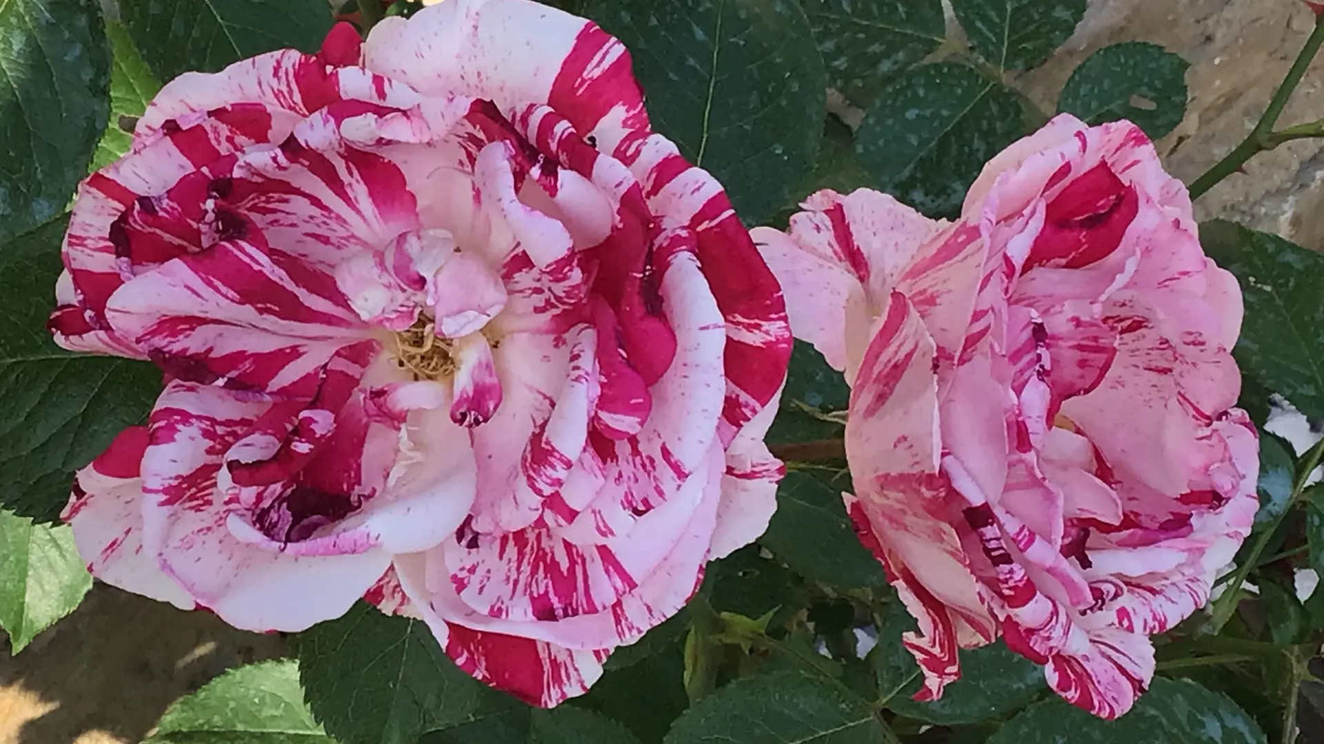 Fleurs du jardin