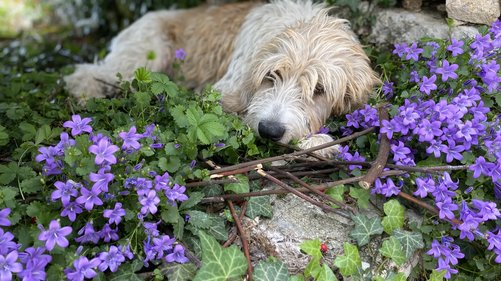 Charlie la mascotte du Gîte d'étape les 7 pèlerins