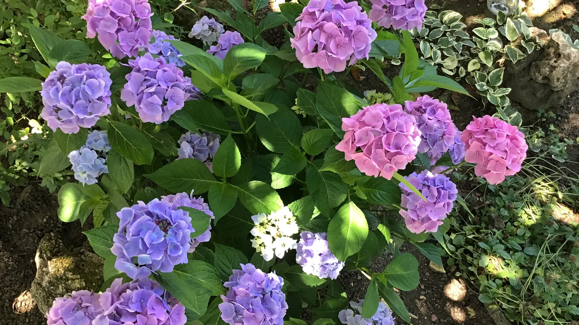 L'hortensias au couleur sublime