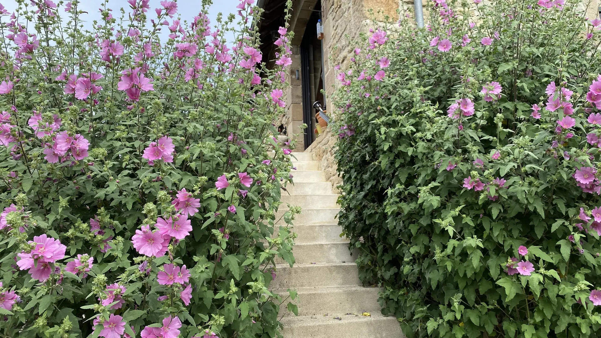 Les fleurs du jardin