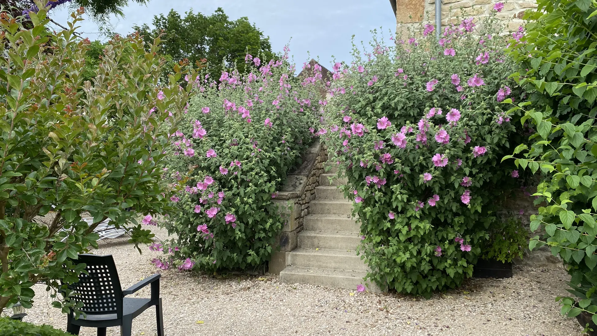 Les fleurs du jardin