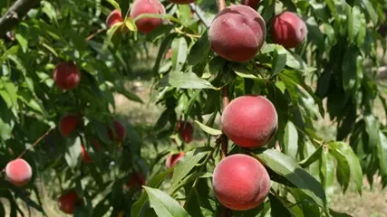 hum, de bons fruits d'été ...