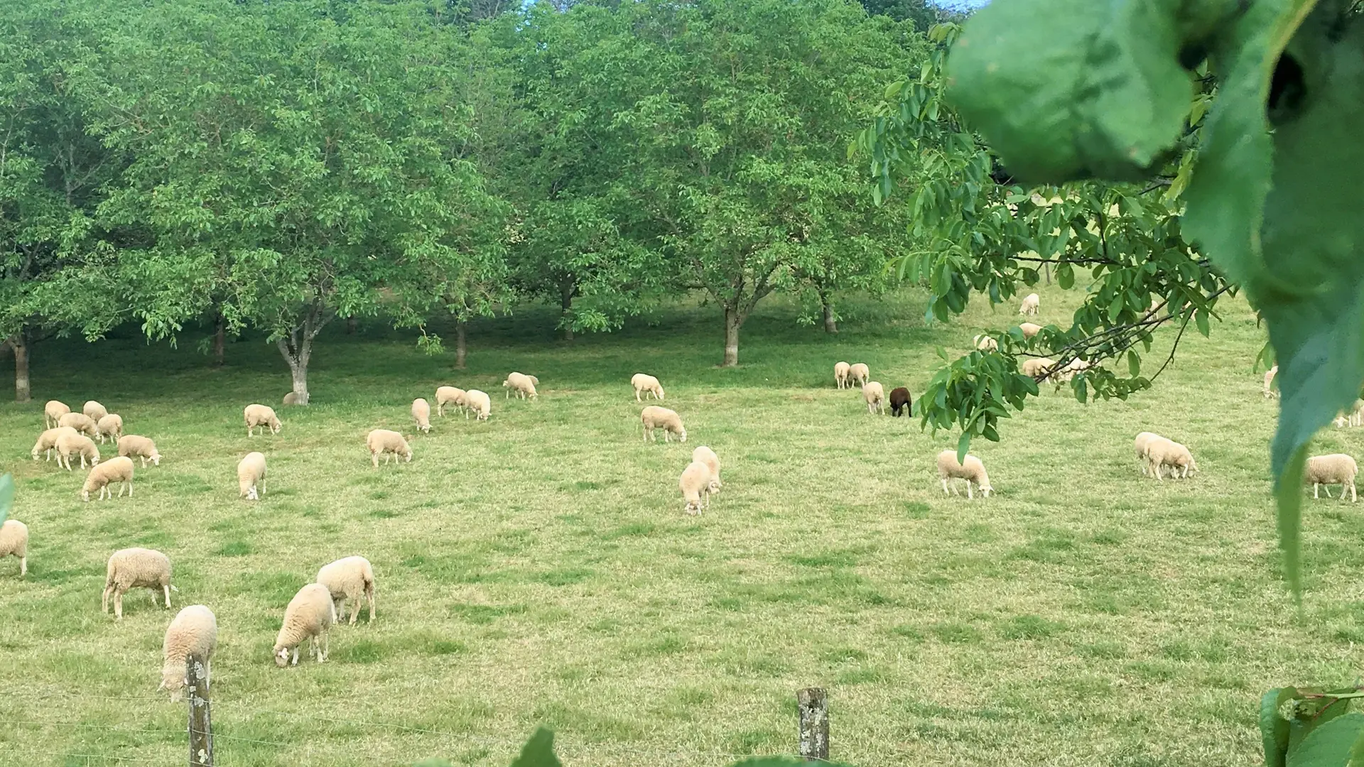 Brebis en pâture sous les noyers