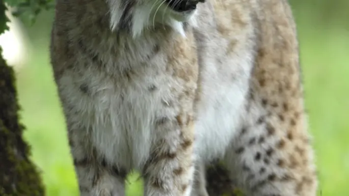 Lynx