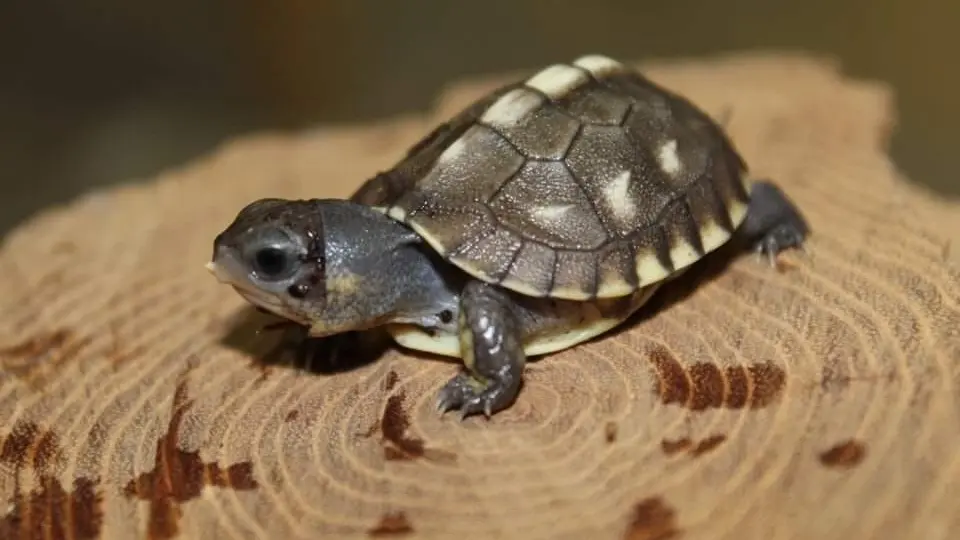 Naissance Terrapene carolina