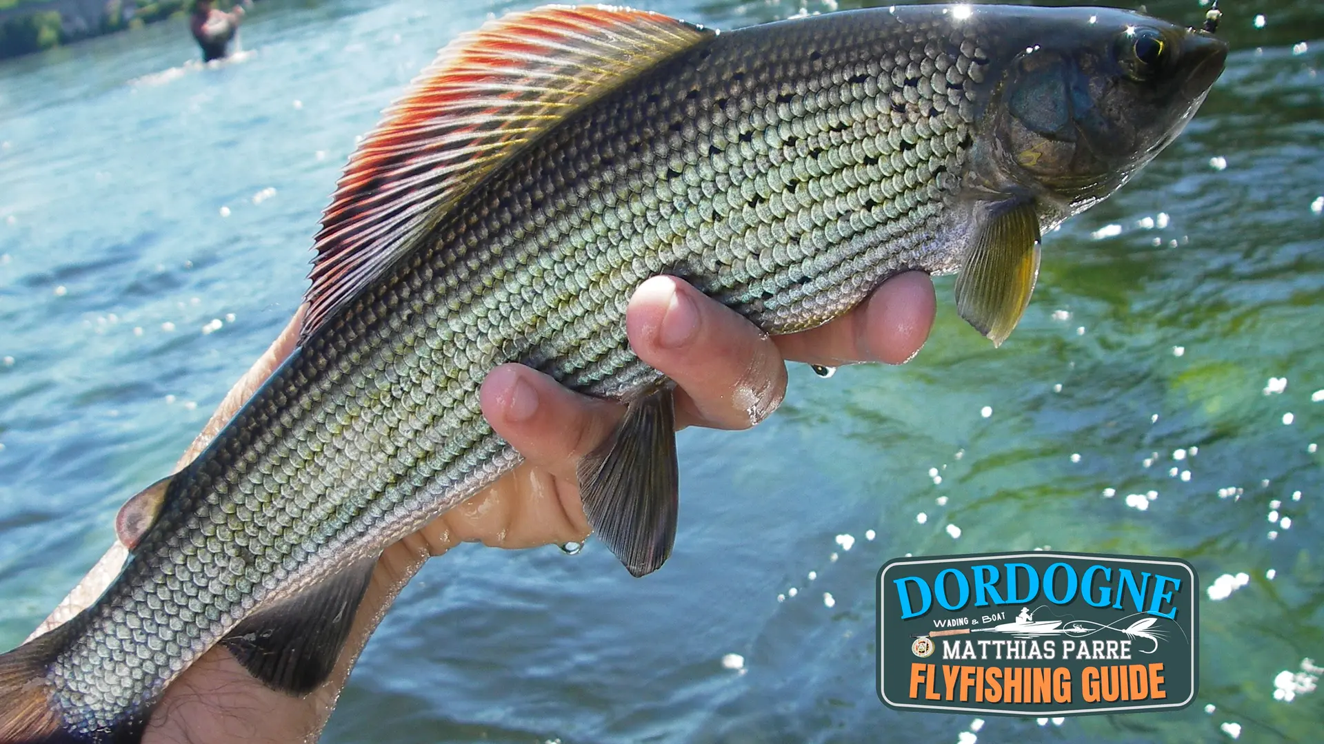 Dordogne-flyfishing-guide / Pêche de l'ombre commun à la mouche