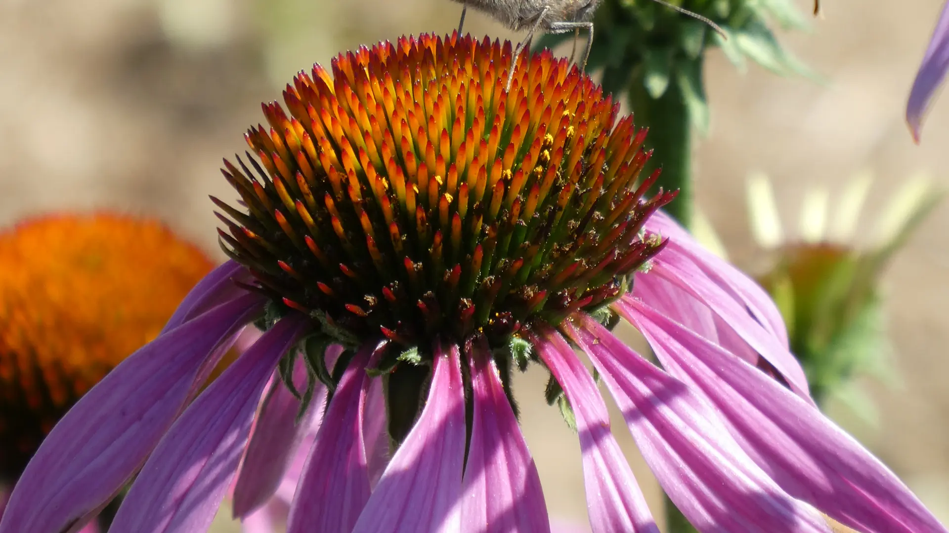 Fleur au jardin