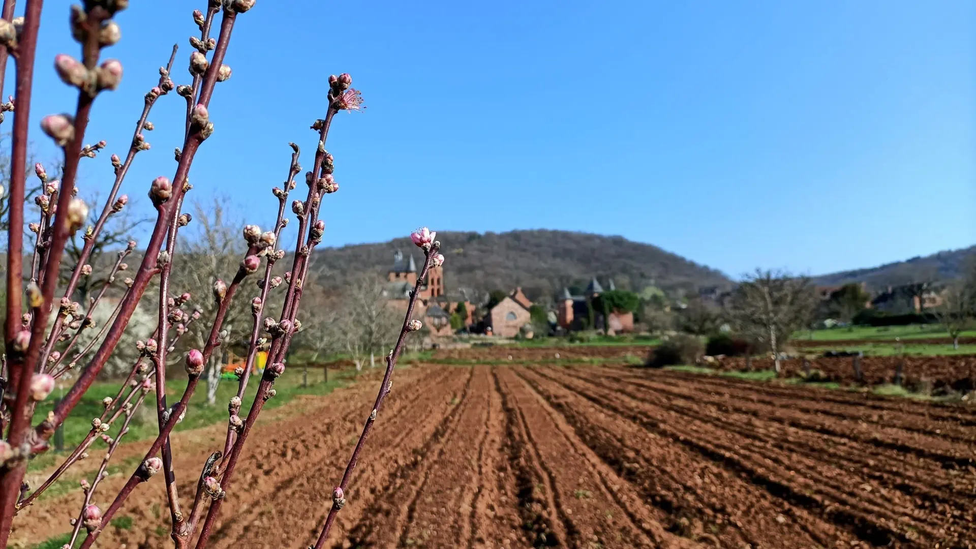 Planches de culture conduites en Agriculture Biologique