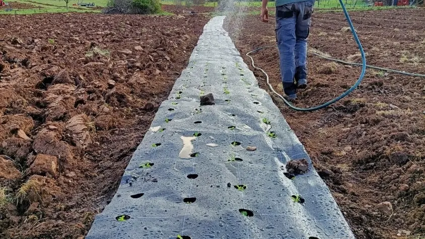 L'arrosage de salades