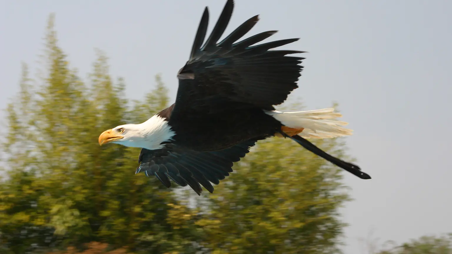 RocherAigles_Aigle américain