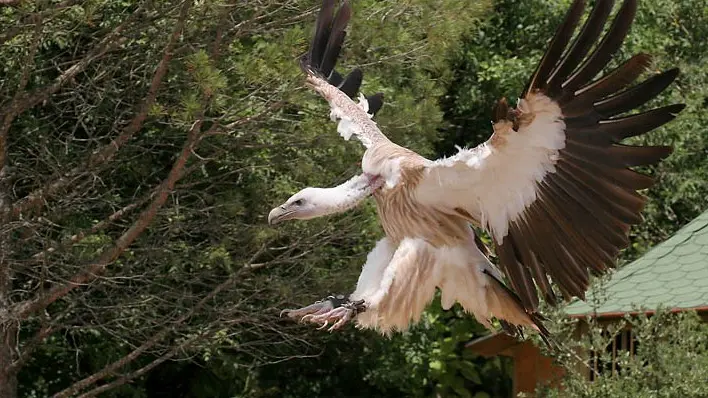 RocherAigles_Vautour de l'Himalaya