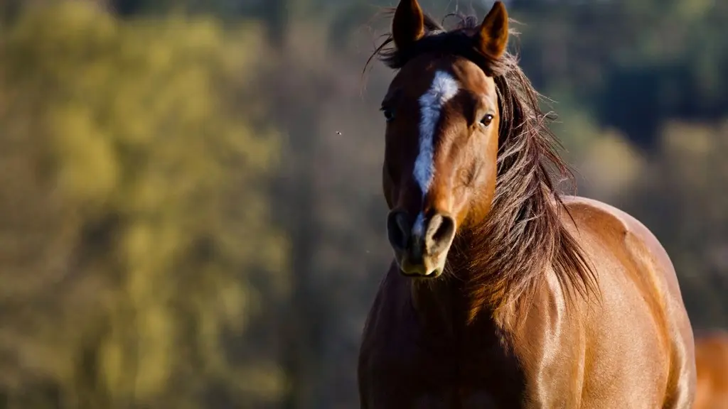 SagiRanch-StJulienAuxBois_cheval