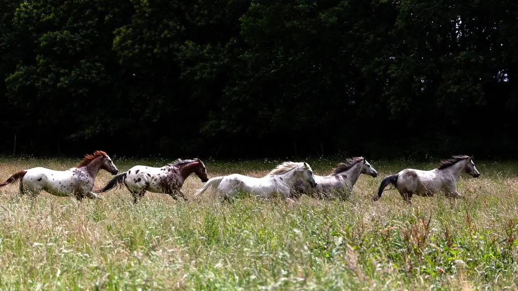 SagiRanch-StJulienAuxBois_chevauxGalopPre