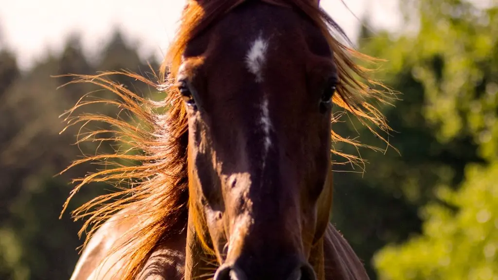 SagiRanch-StJulienAuxBois_detailCheval