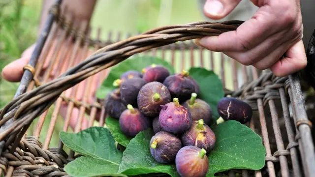 figues sur plateau