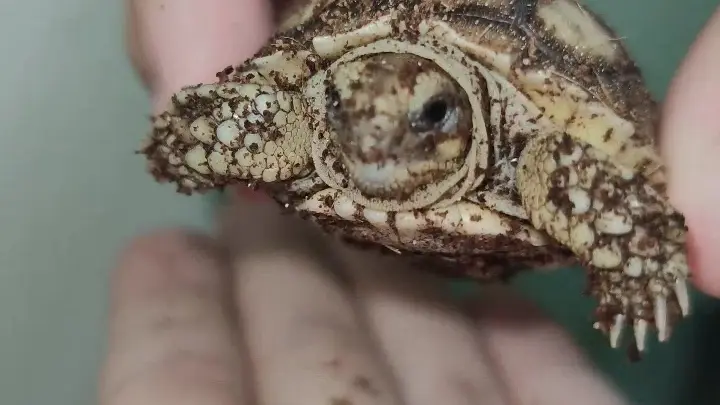 Naissance Centrochelys sulcata