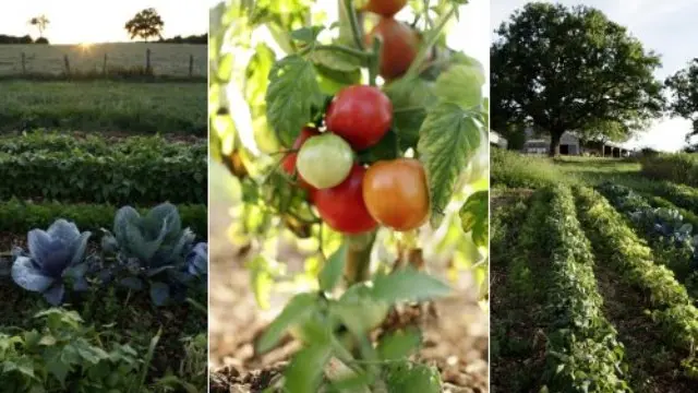 produits du jardin