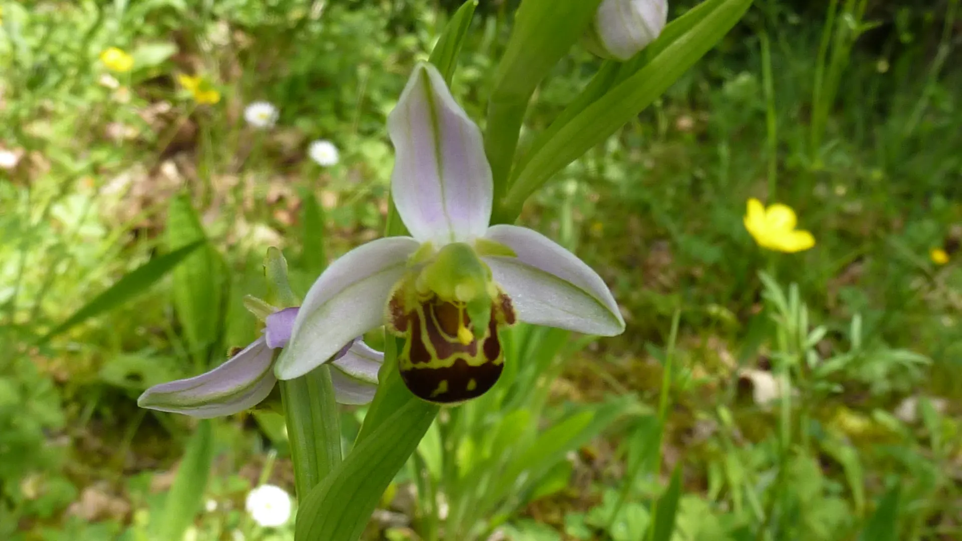 Une des nombreuses orchidées sauvages présentes dans le jardin au printemps