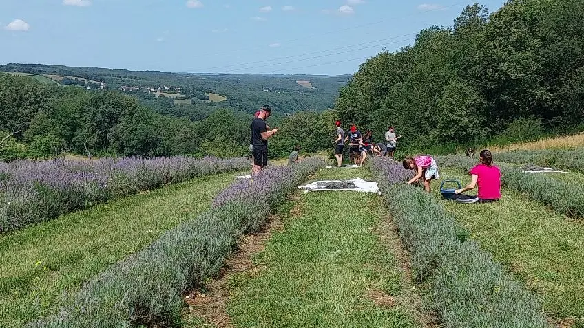 Il était une fois la Lavand'hier - Champ de lavande