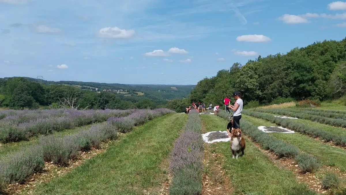 Il était une fois la Lavand'hier - Cueillette de la lavande