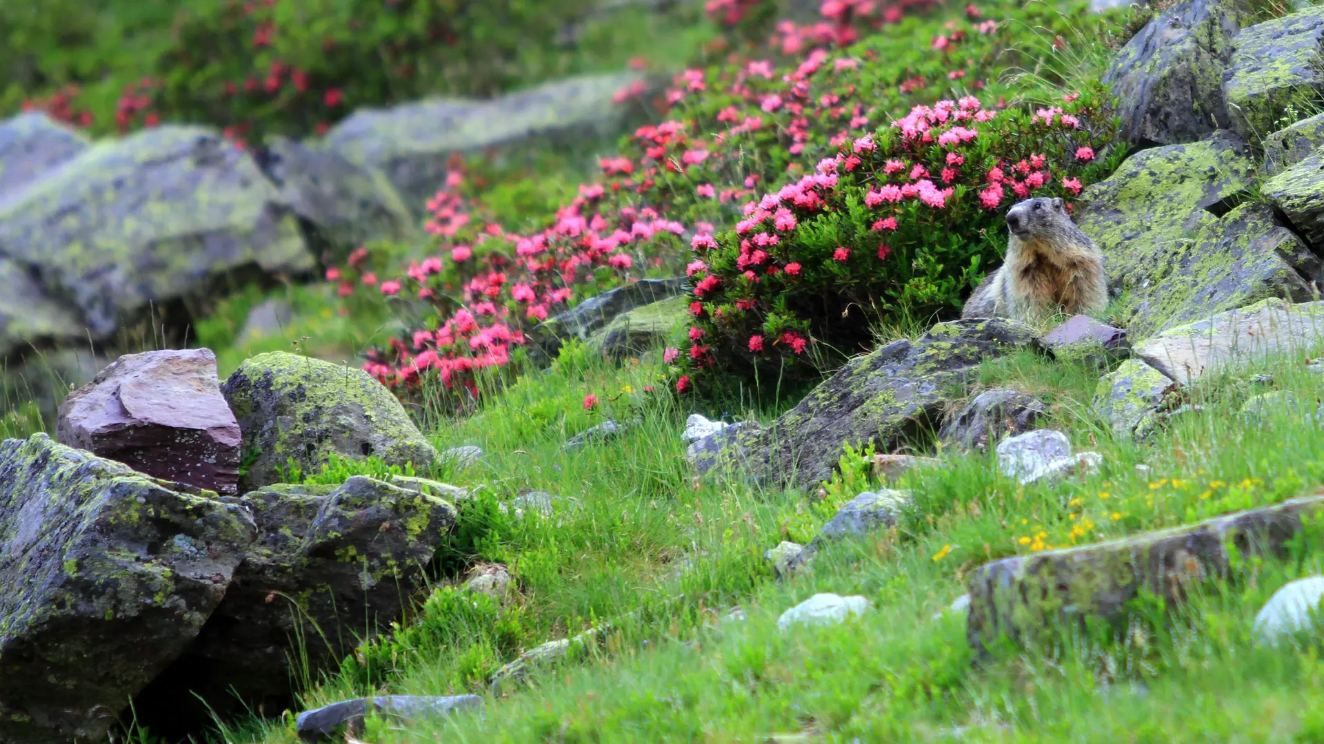 Observation des marmottes à La Pierre Saint-Martin