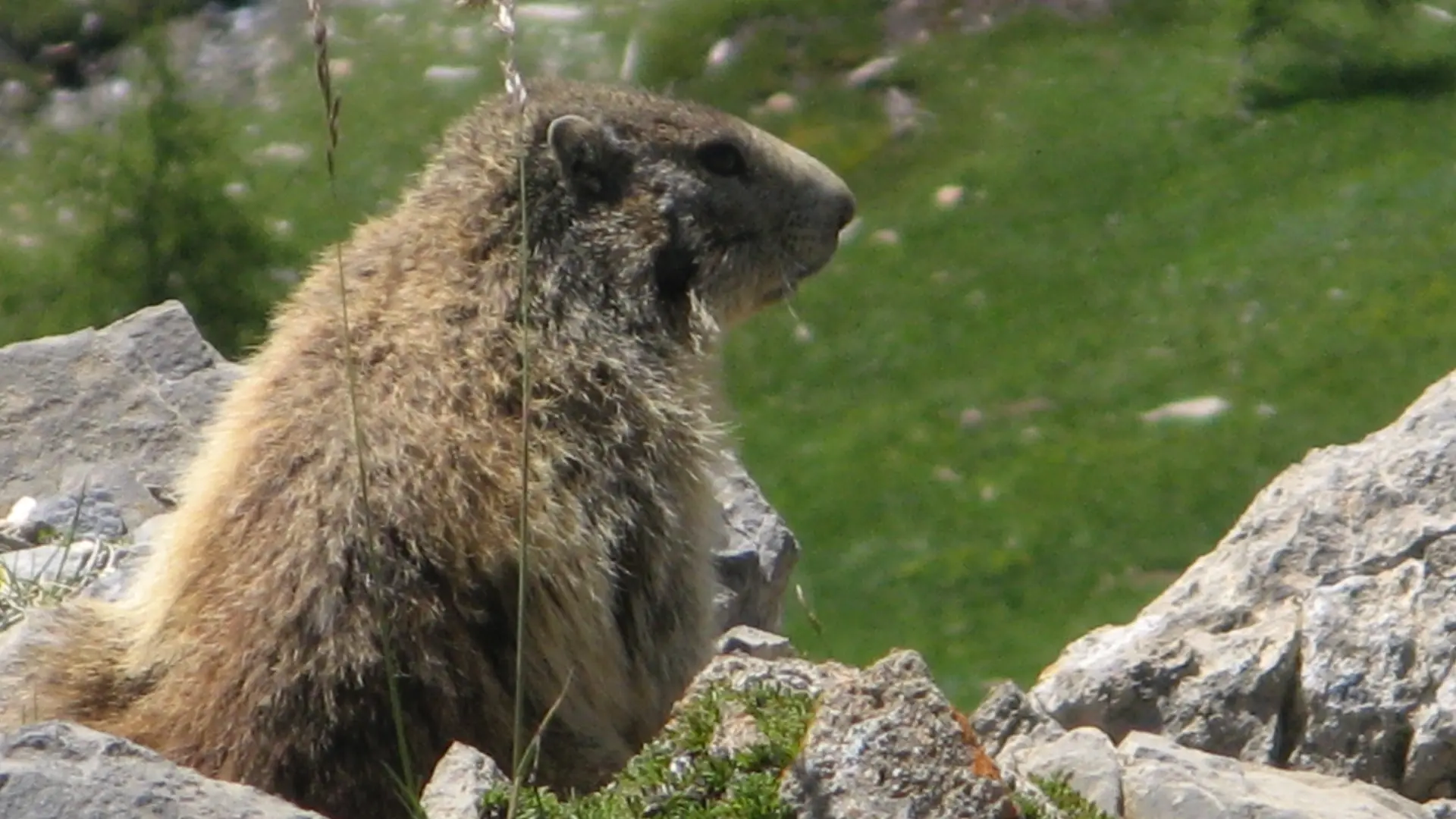 Sortie marmottes à La Pierre Saint-Martin