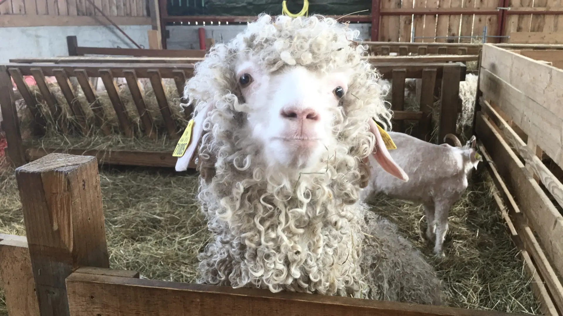 Mohair du Piémont Pyrénéen à Lasseube