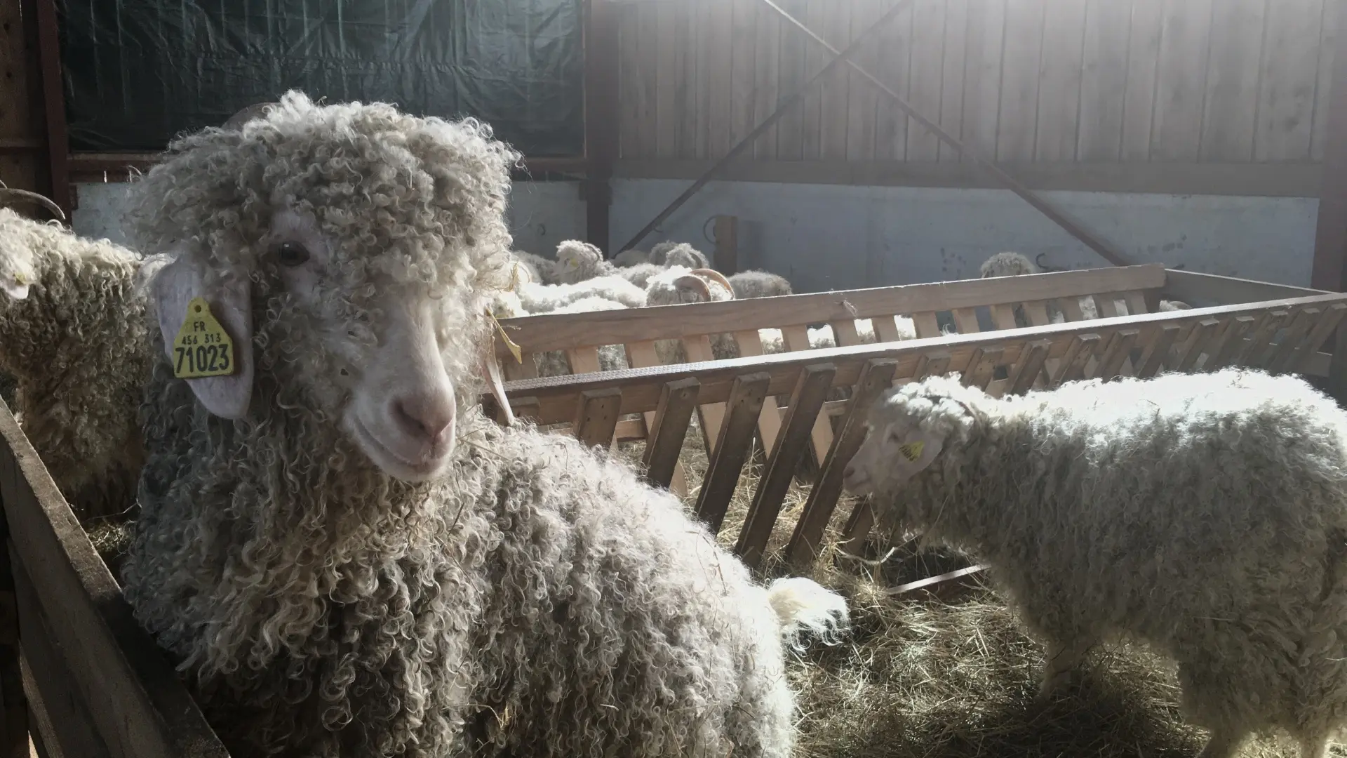 Mohair du Piémont Pyrénéen à Lasseube