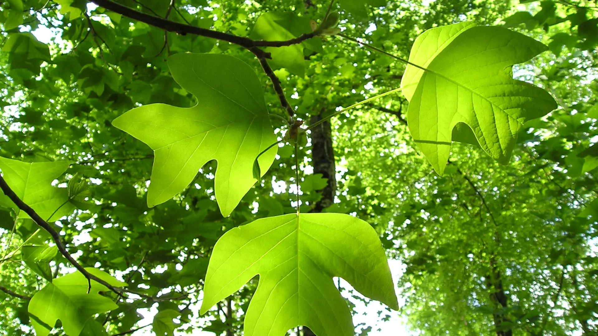 Arboretum de Payssas - Feuilles de tulipiers de Virginie (Bourdet Joseph)