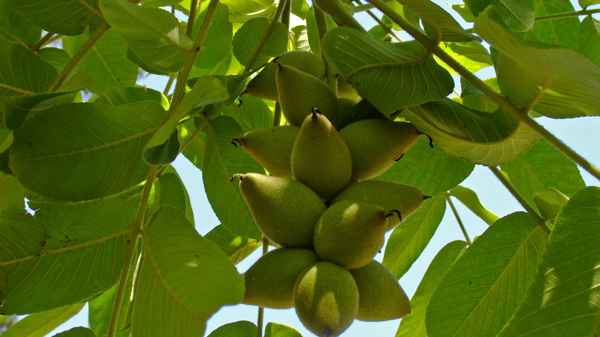 Arboretum de Payssas - Fruits (Bourdet Joseph)