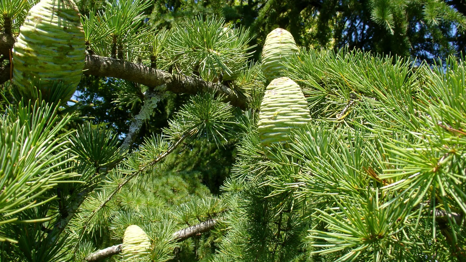 Arboretum de Payssas - Pins (Bourdet Joseph)