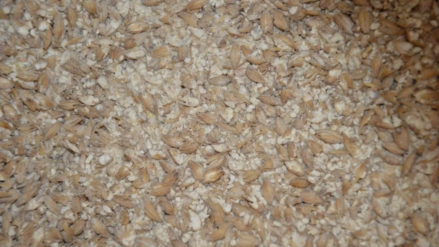 Bières artisanales Shakespeare - Houblon