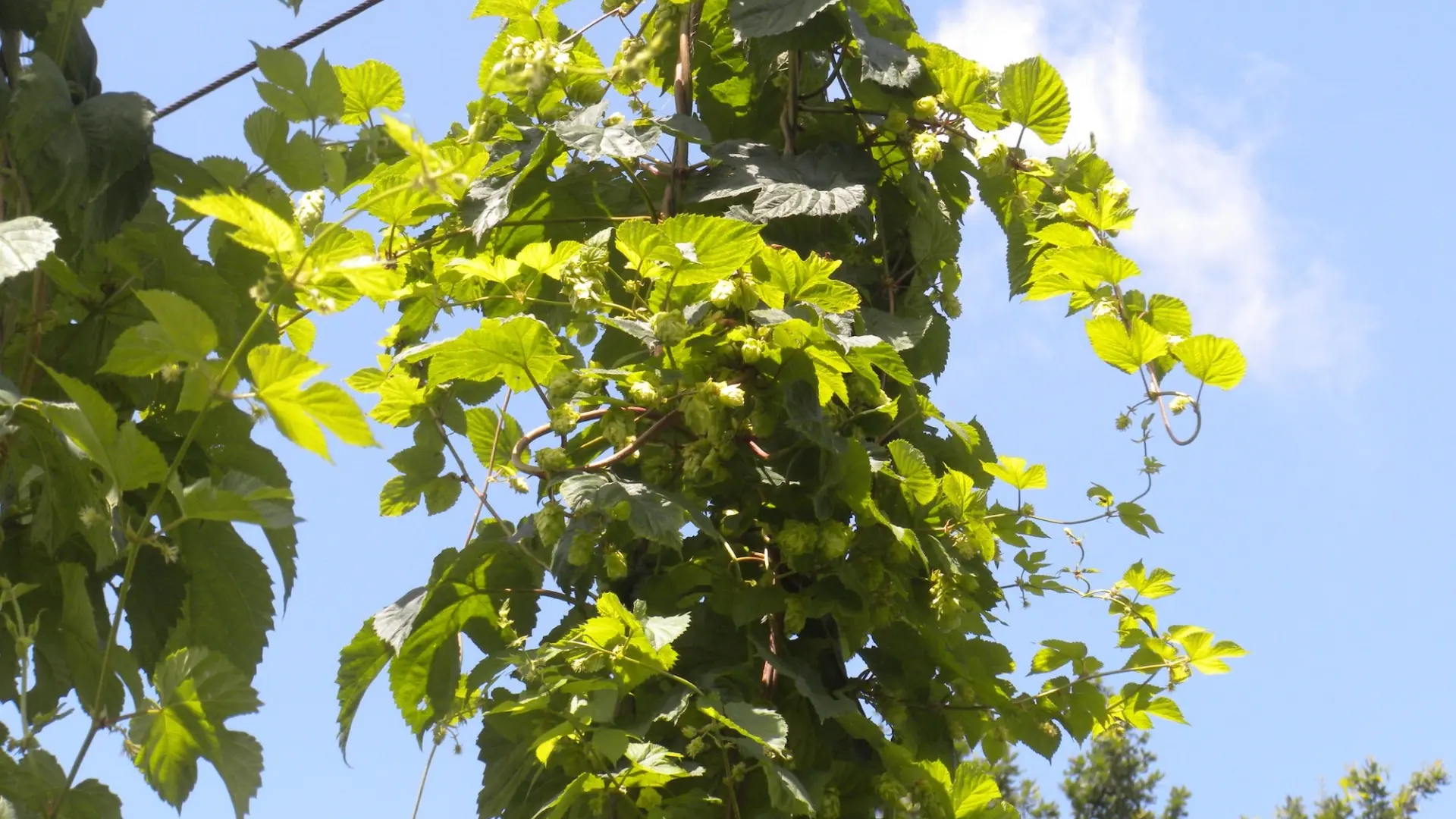 Houblon sur pied - Brasserie de l'Arrec à Estialescq