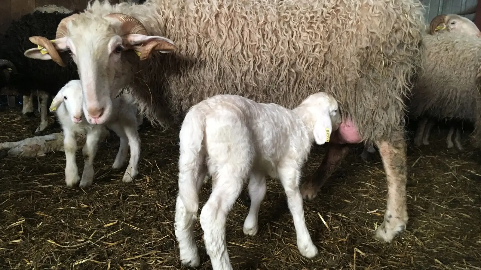 Naissance des agneaux au mois de novembre