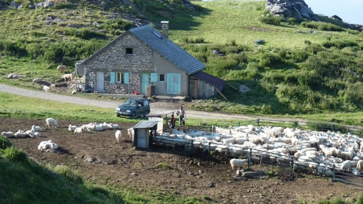 Brebis en estive à la Pierre Saint-Martin