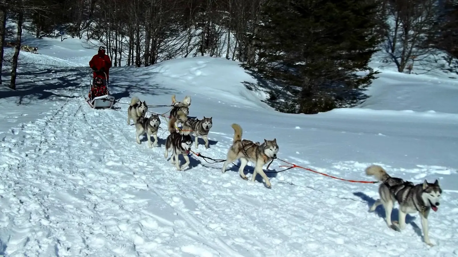 Traineaux à chiens