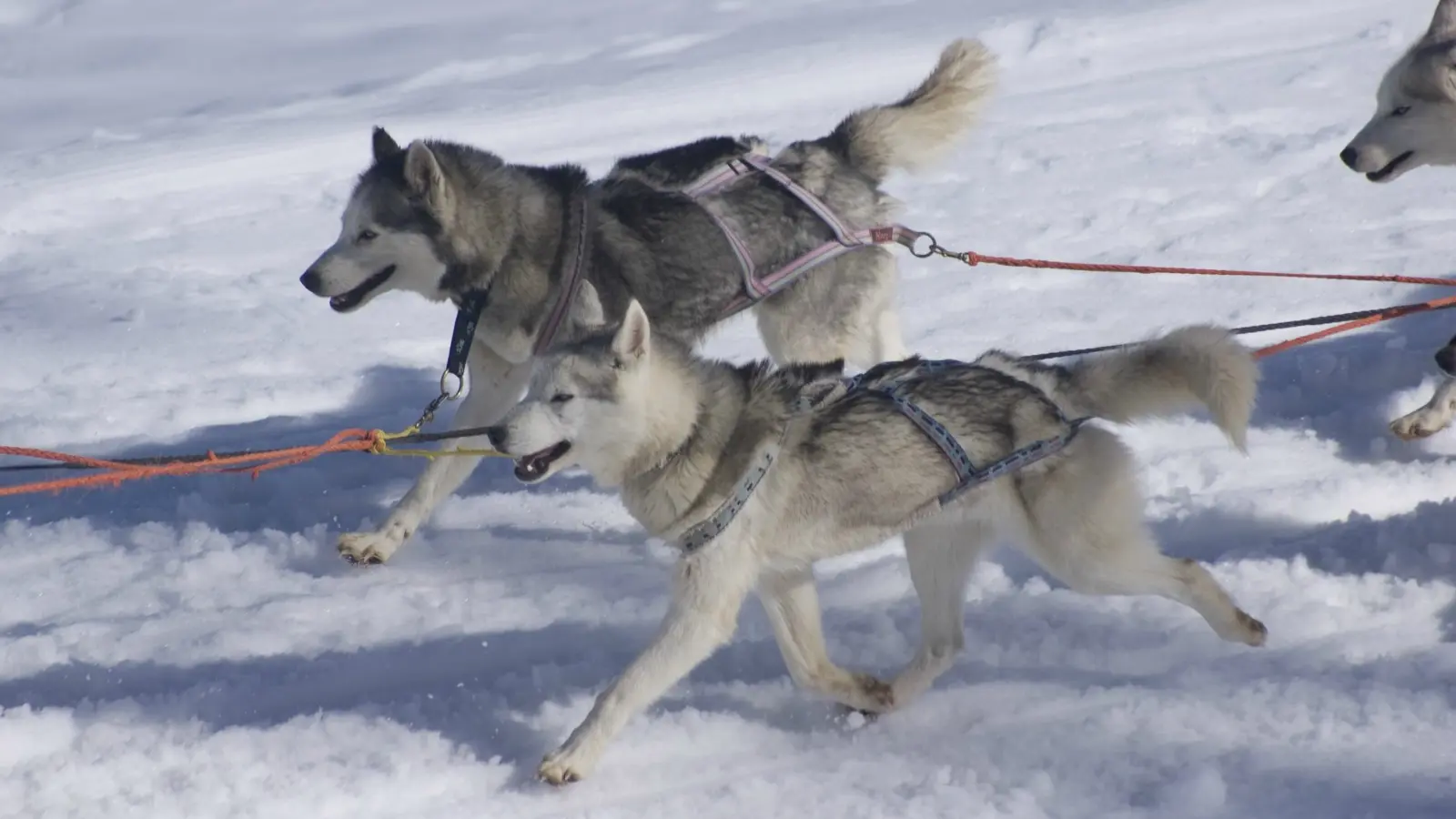 Traineaux à chiens