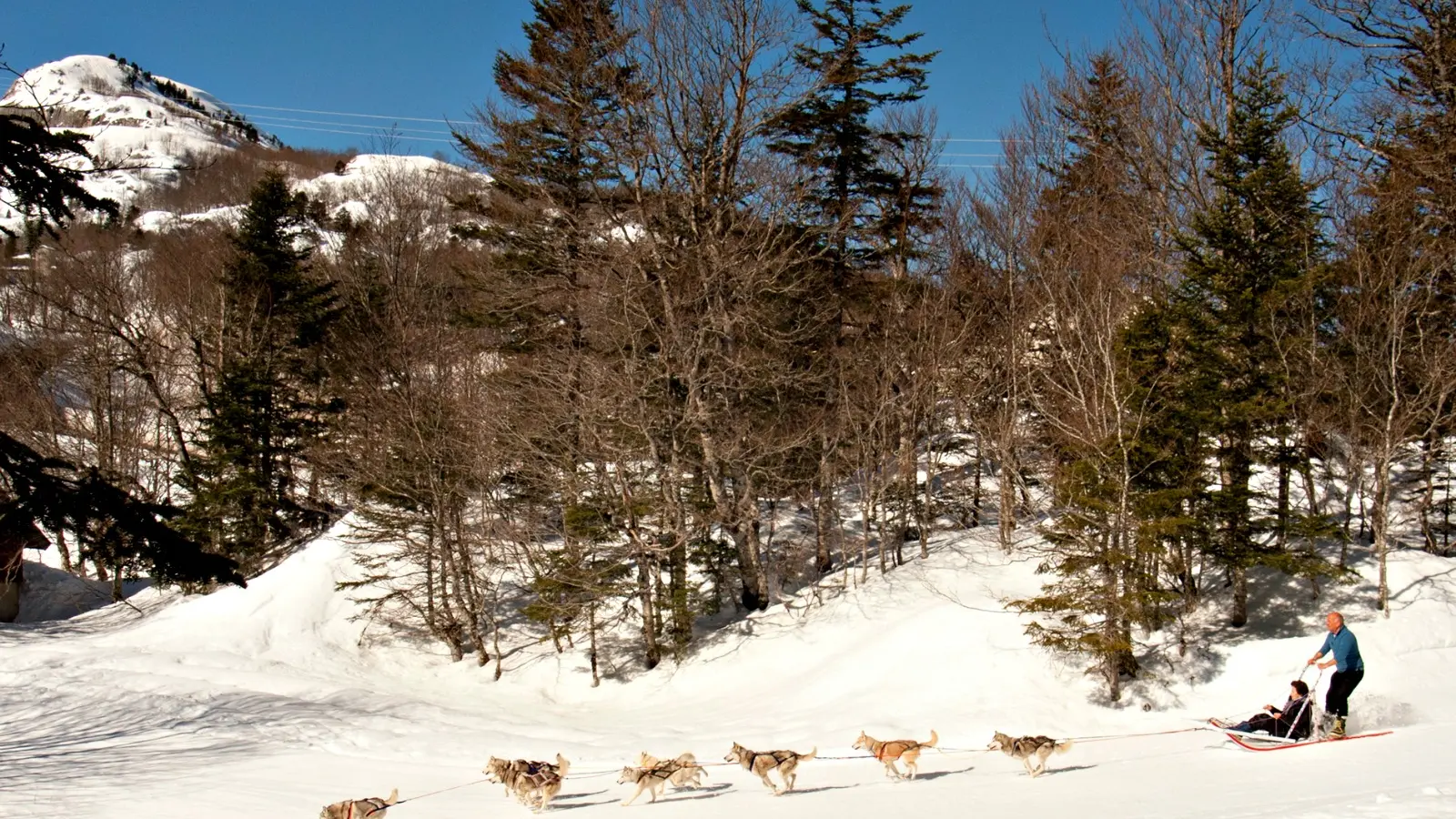 Traineaux à chiens