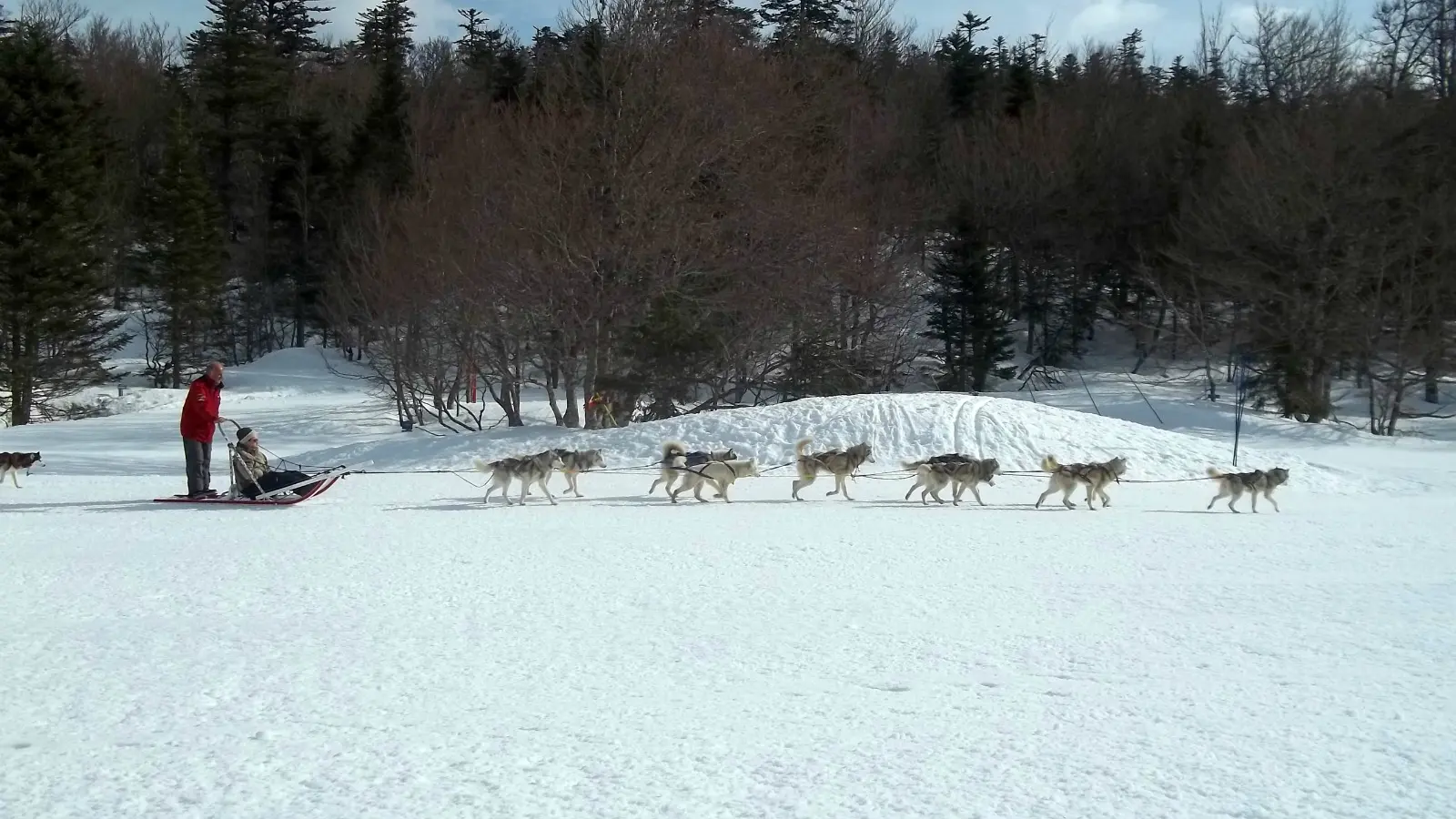 Traineaux à chiens