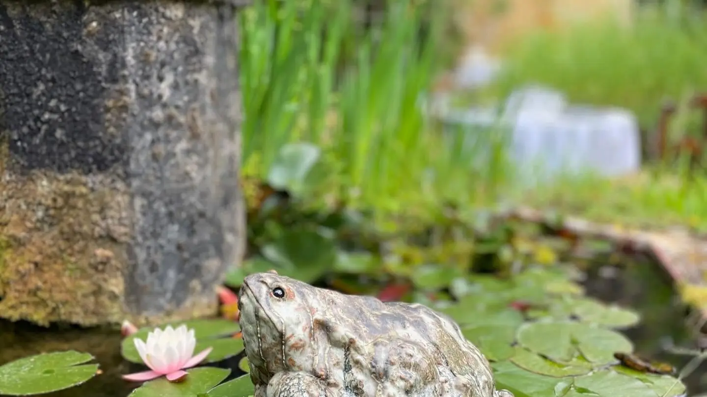 Crapaud sur nenuphar- Gaelle Guingant -Convert