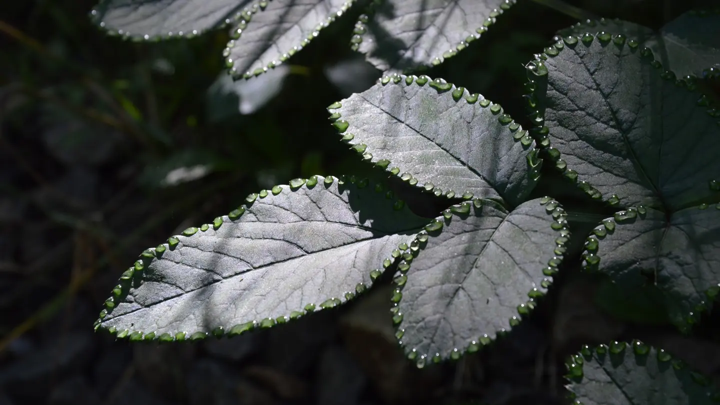 Parcours de découverte de Salies-de-Béarn