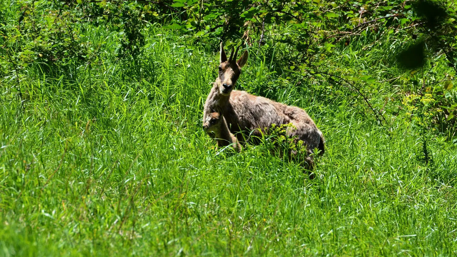 Association Parc'Ours