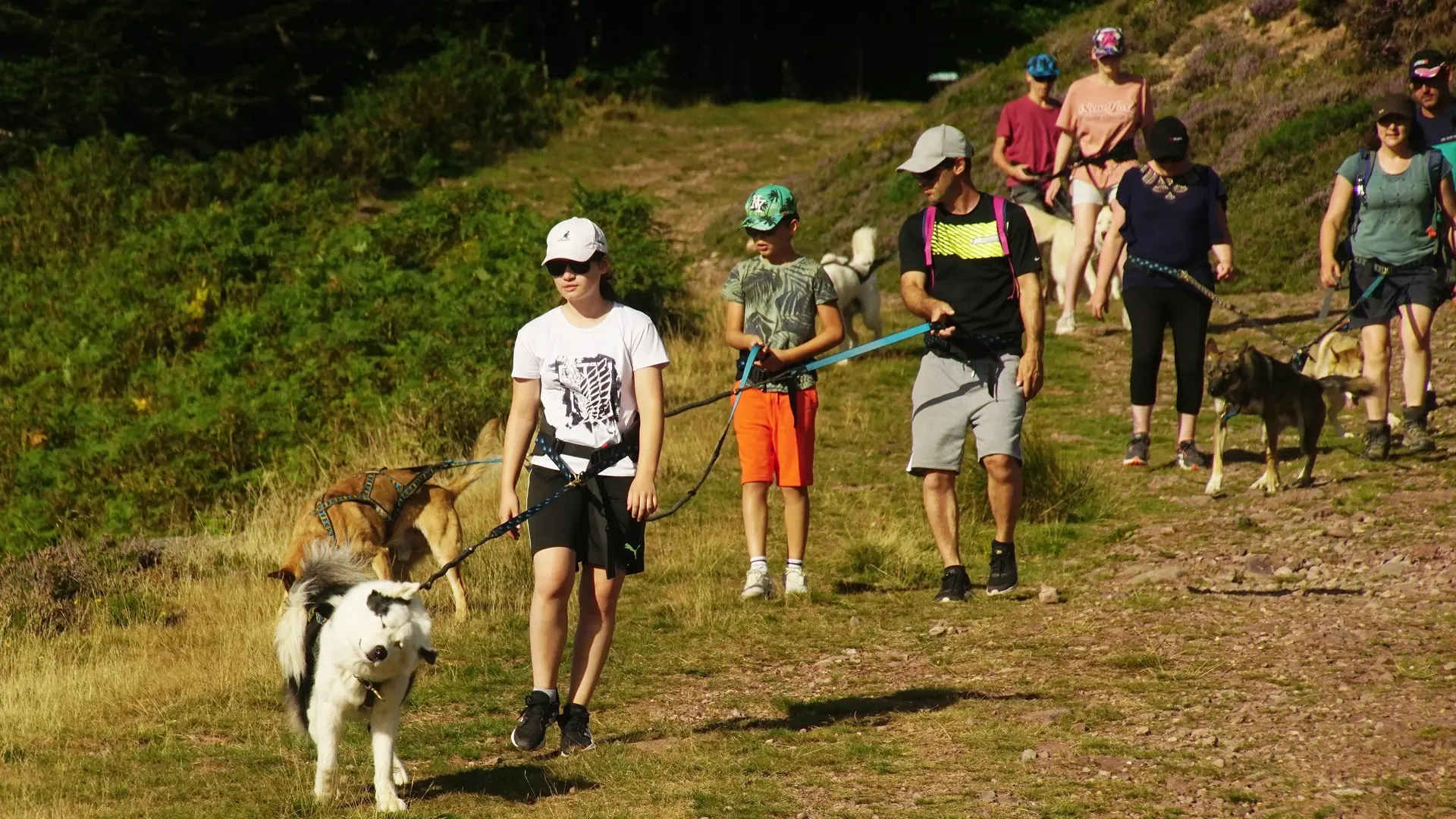 Cani randonnée avec les chiens de traîneau