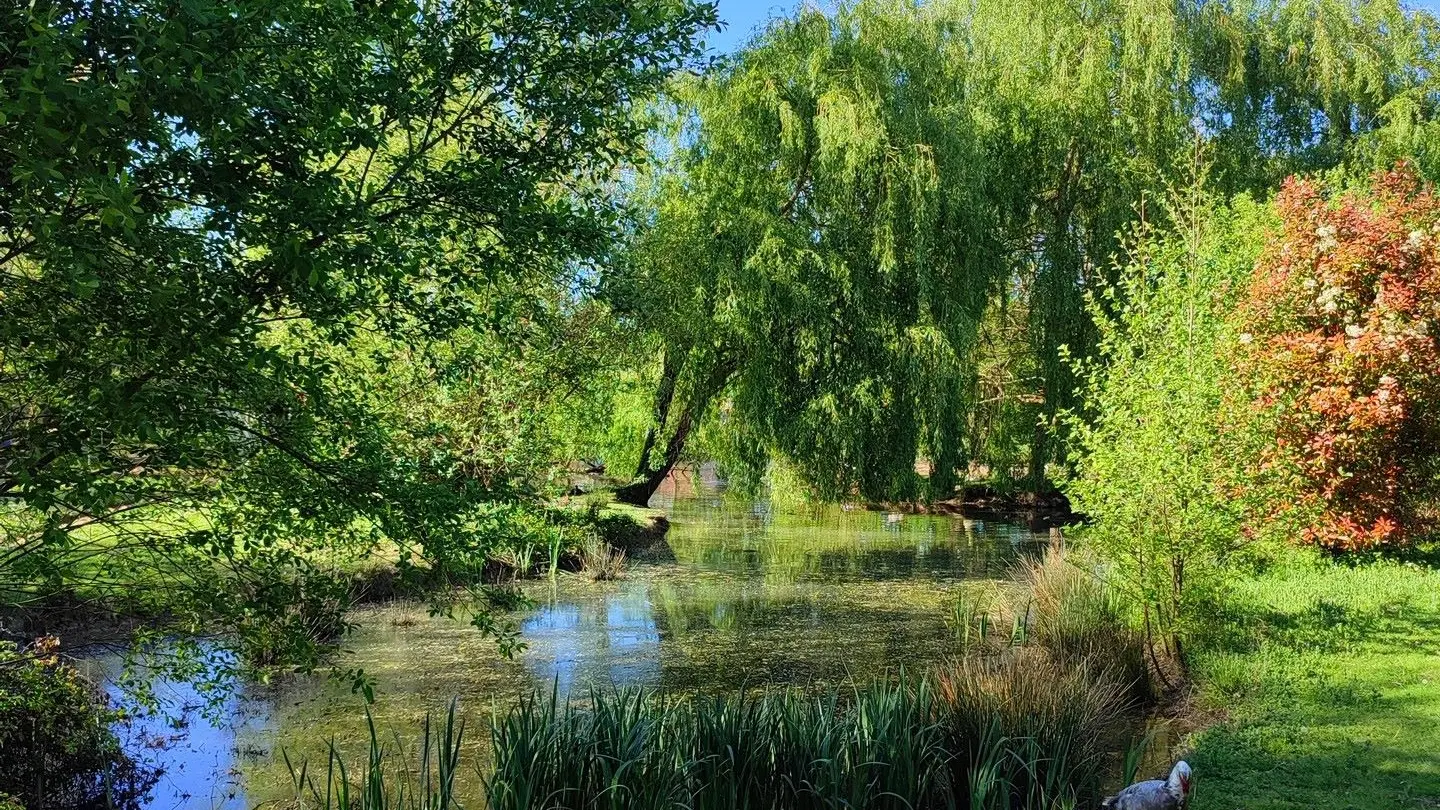 De couleur et d'eau fraîche - Saule