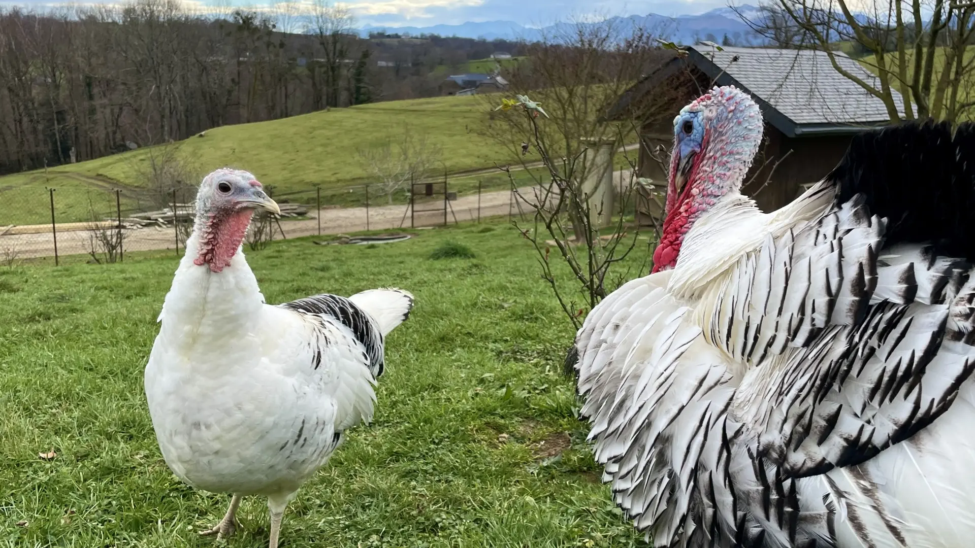 Des plumes et des pattes - Dindon (©OTHB)